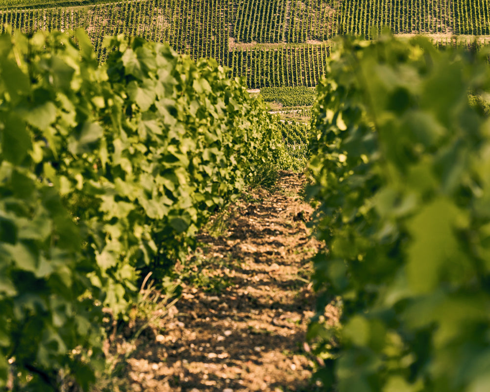 ll ricco terroir della Champagne